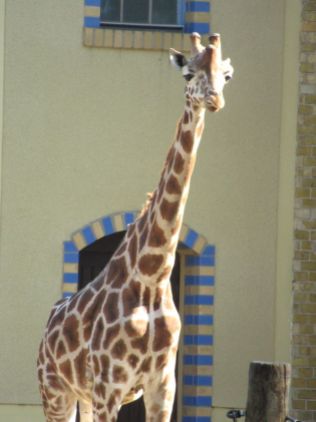 Giraffen (3)